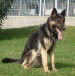 rif_141