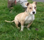 rif_80_pit_bull