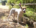 rocco5