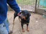 rottina4
