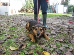 rotty_2