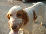setter_003acl
