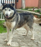 tangohusky3