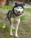 tangohusky_1