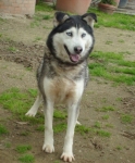 tangohusky_2
