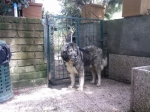 taro2