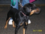 trovato_cane_taglia_piccola_003