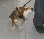 volpinetapet1