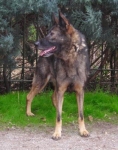 yencin1