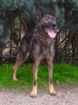 yencin2
