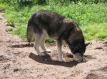 cane36