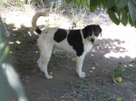 pallino14x