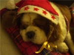 peternatale_copy