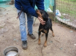 rottina3
