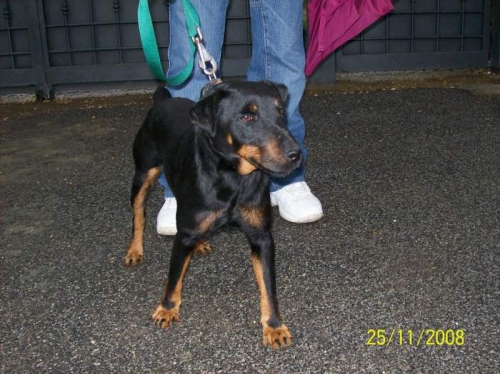 trovato_cane_taglia_piccola_001