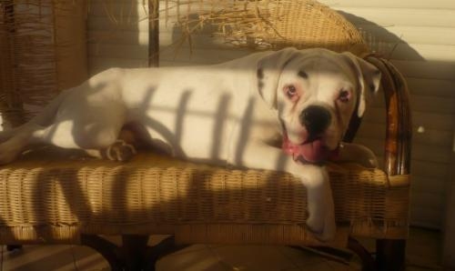 aa-boxer