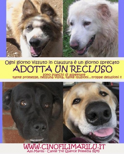 adotta_un_cane_2009_newpomezia