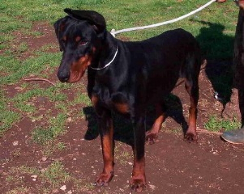 adottato_cucciolone_dobermann_pom
