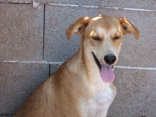 agostino