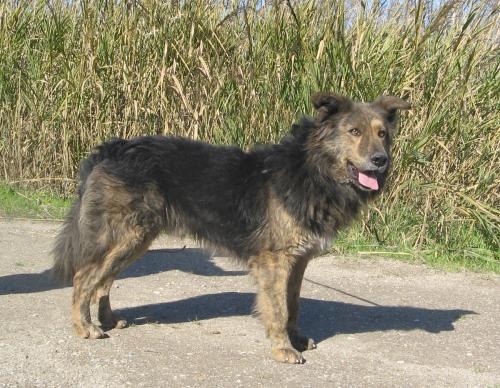 aramisintero