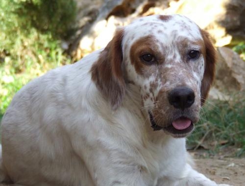 bianco