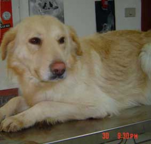 bionda