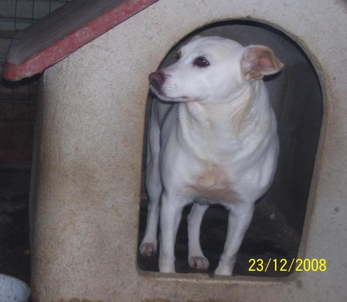 blanca
