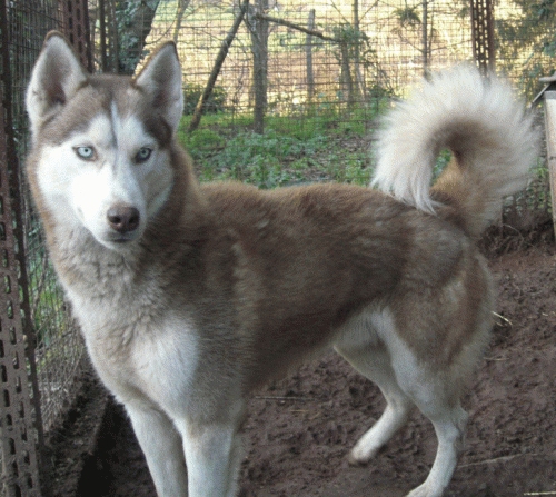 bruno