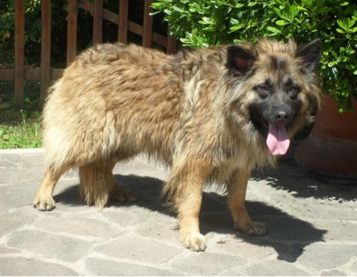 bruscolina