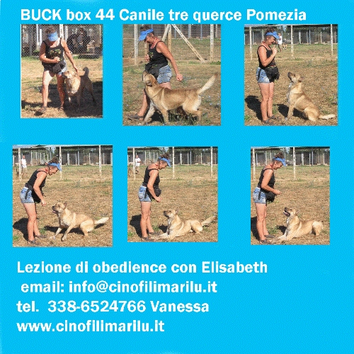 buck_obedience-2pomezia