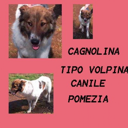 cagn.volpinotta-femmina_pom-3