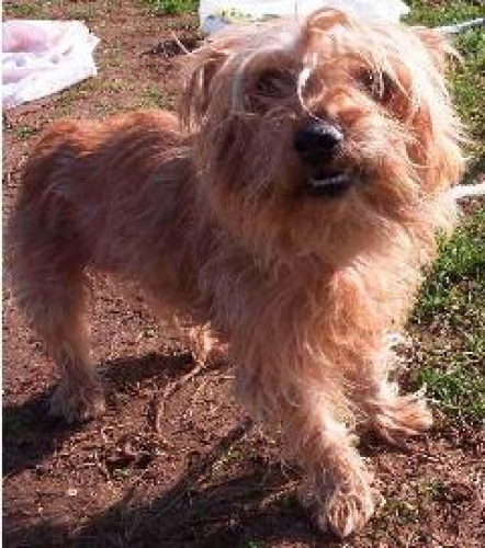 cagnolino_tg_piccola_nocciola_rossiccio