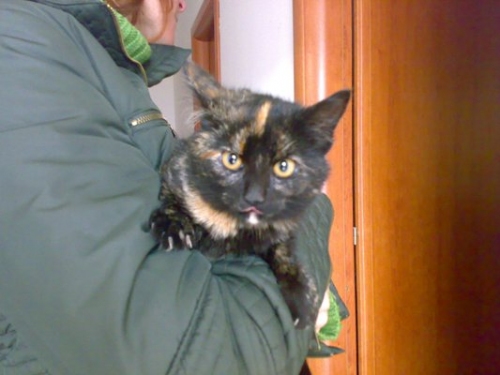 calico_4_mesi2