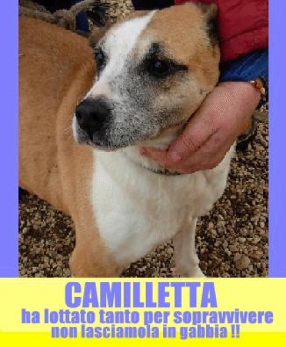 camilletta_appello_pomezia