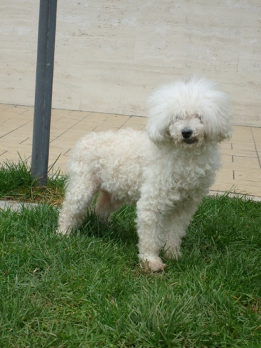 camillo_copy