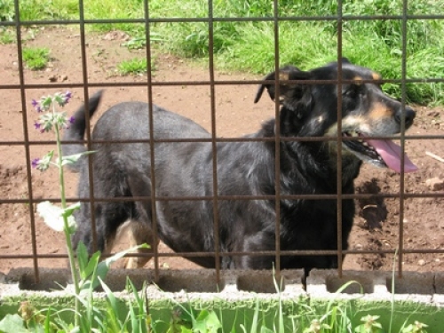 cane26
