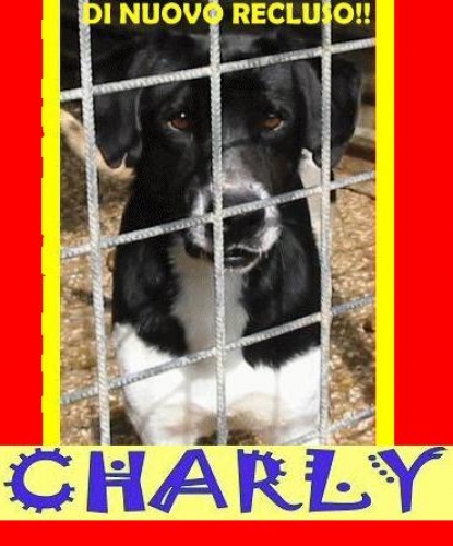 charly_box_103__pomeziaadottato_