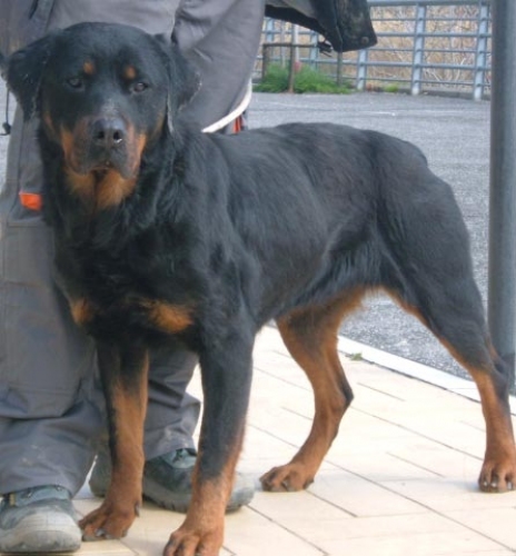 cinzia