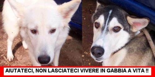 coppiaderivatihusky