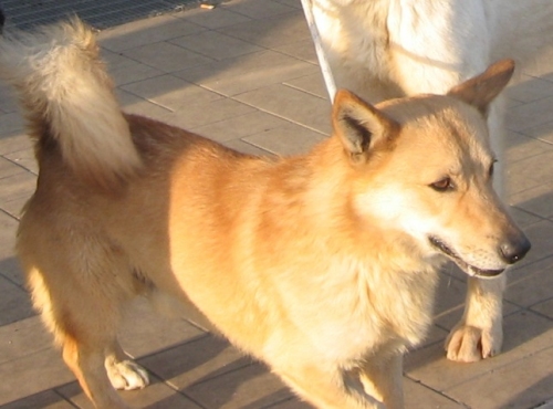corgy