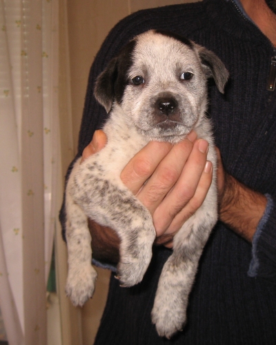 cucciola_1