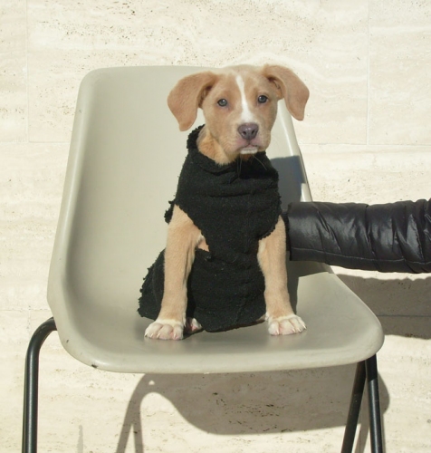 cucciola_ex_cinodromo_2033-08