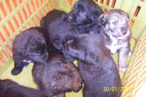 cuccioli--pomezia-