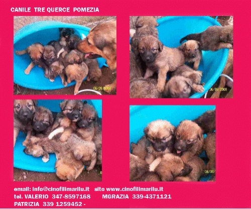 cuccioli-pt-e-mamma-1