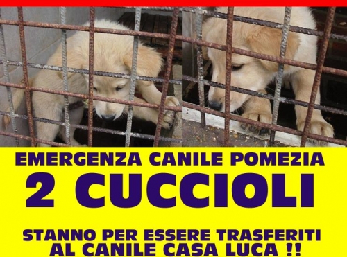 cuccioli_labradoradottati_mix