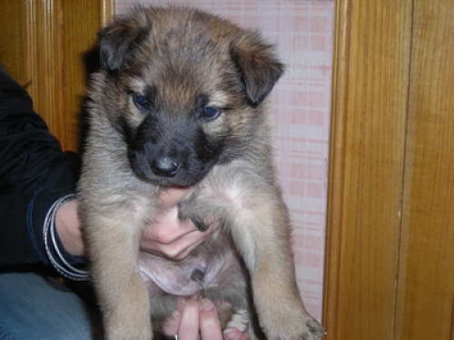 cucciolideinomadi1xx