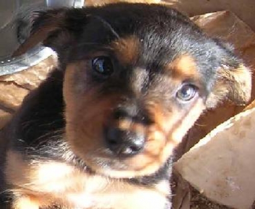 cucciolo20taglia20media20new_copy