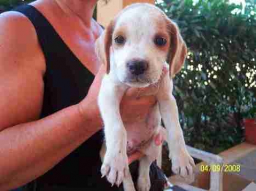 cucciolo_incrocio_breton