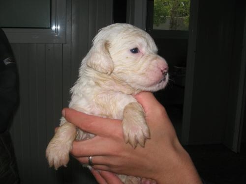 cucciolof2.preview