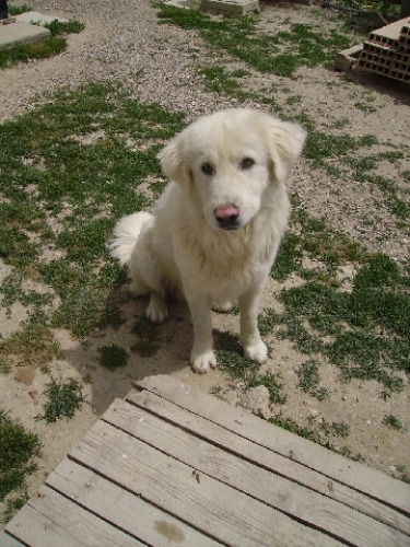 cucciolonemaremmano